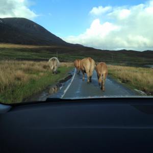 cow traffic jam