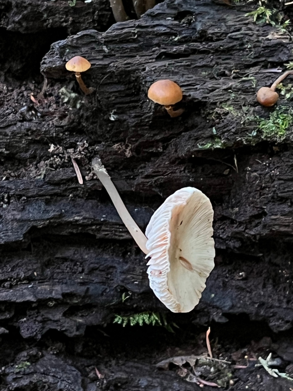 It’s mushroom season again!