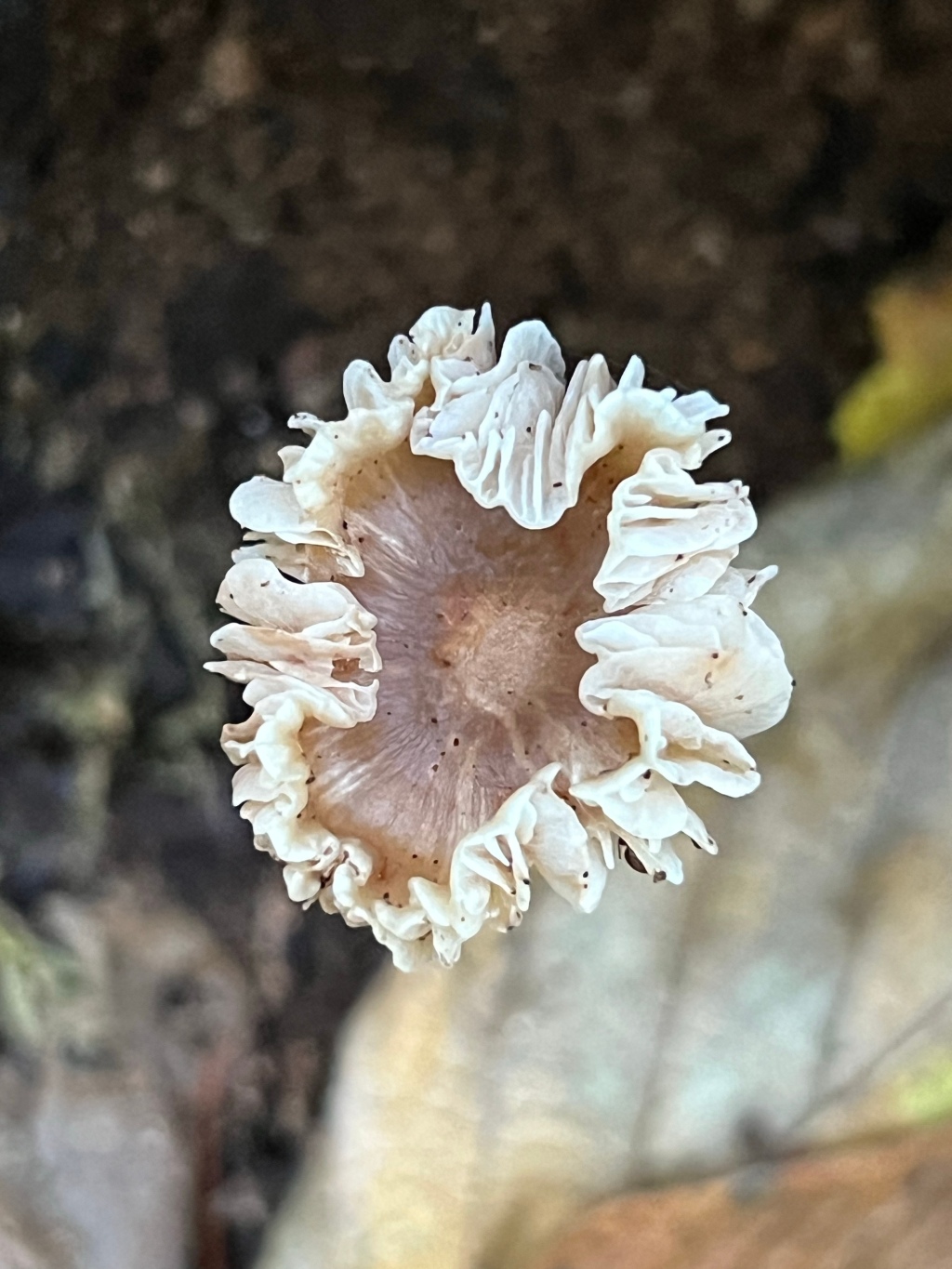 Mushrooms- Take 2